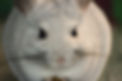 chinchillas