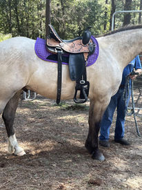 her grulla roan colt