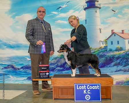 CH Knockout's Sweet As A Honey Badger