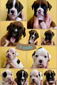 4 week cheese collage