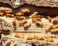 geotagged-termites-causing-damage-in-lexington-sc.jpg