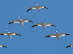 S’émerveiller encore et encore et encore …