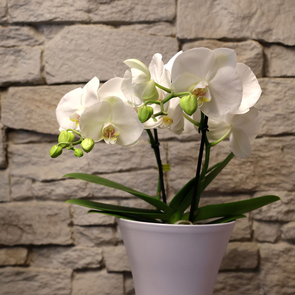 FR7A7587 (002)_edited