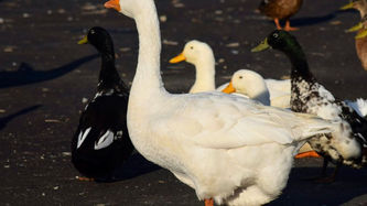 Reddit e Intercontinental Exchange: Uma Nova Era de Insights de Mercado