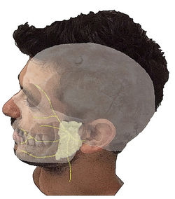 Localisation de la parotide