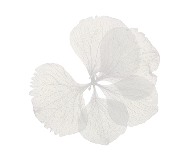 Brown Flower_transparent Backgrnd_edited