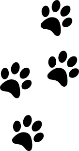 Bosco's pet care