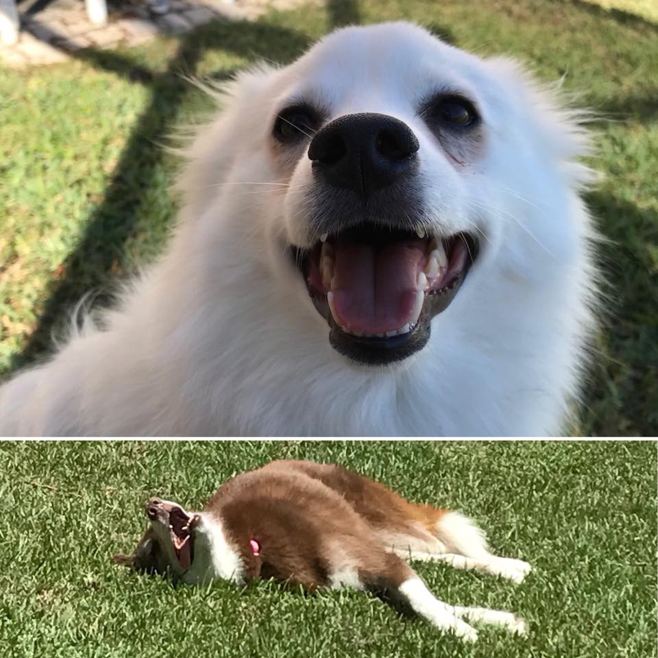 Bosco's Pet Care Services