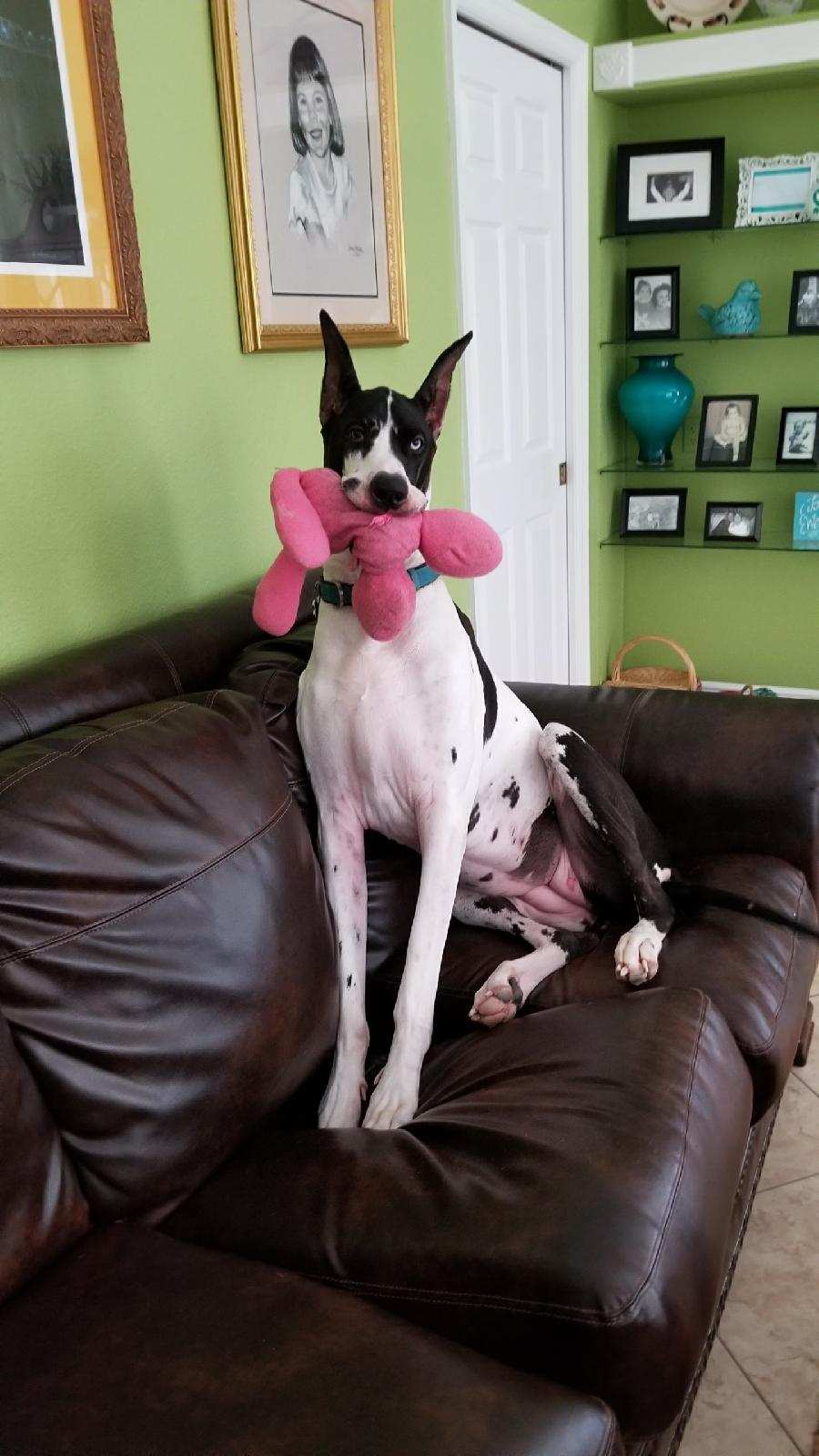 Bosco's Pet Care Services