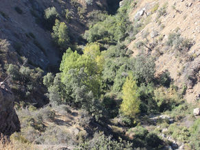 Masas Forestales