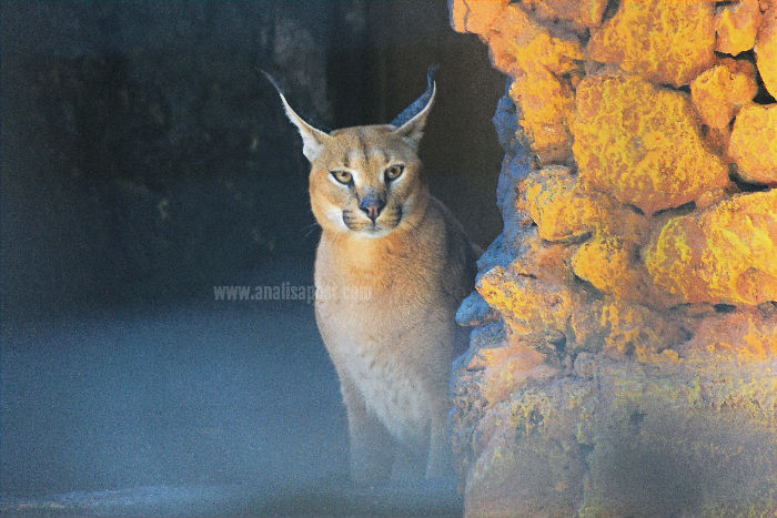 Caracal adalah kucing berukuran sedang yang hidup di Asia Barat, Asia Selatan, dan Afrika