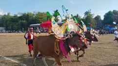 Lomba Sampi Grumbungan Jadi Daya Tarik Lovina Festival 2026, Tradisi Buleleng Tetap Lestari