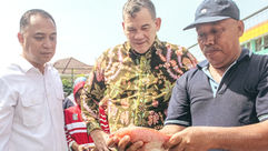 Panen Perdana Nila Aquaponik Bukti Keberhasilan Program Hibah PCU-Australia