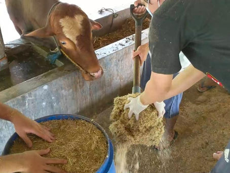 ITS  Tingkatkan Ekonomi Peternak Lamongan Dengan  Pakan Konsentrat Untuk Penggemukan Sapi