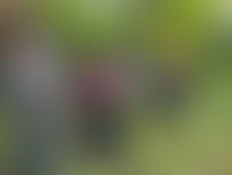 Pamitan Beli Rokok, Pemuda Abiansemal Ditemukan Meninggal di Kebun Keluarga