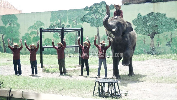 Gonzales memiliki bobot tubuh mencapai 2,9 ton dengan tinggi 2,83 meter