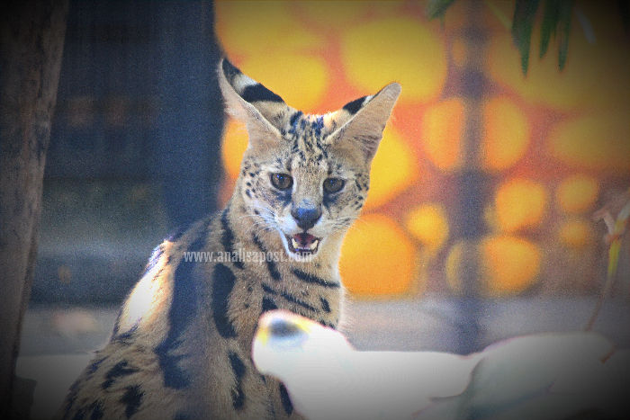 Serval, atau Leptailurus serval, adalah kucing liar dengan tubuh ramping dan kaki panjang