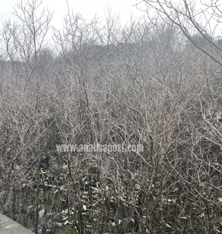 Ratusan Mangrove Benoa Mati, Dugaan Rembesan Pipa PT Pertamina Patra Niaga Menguat