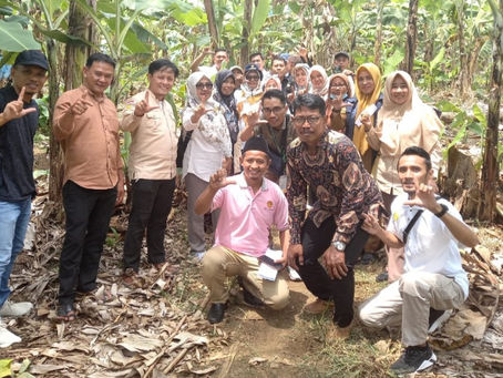 Teknologi Petani Pisang Di Tanggamus Dapat Di Replikasi  Untuk Kembangkan Pisang Gapi