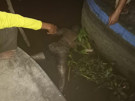 Dikira Sampah Boneka, Mayat Perempuan Tanpa Identitas Mengapung Di Sungai Balongbendo Sidoarjo