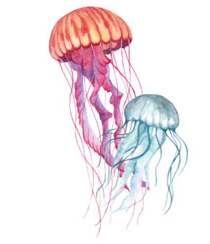 クラゲ_edited.png
