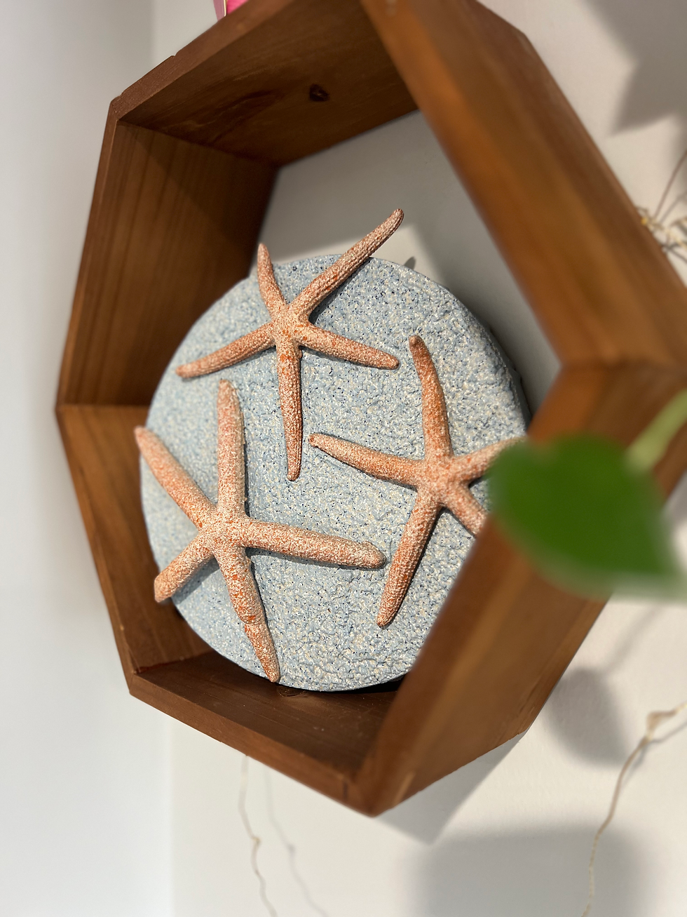Thumbnail: Sea Stars