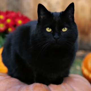 En esta ciudad de Europa no se permite adoptar gatos negros durante Halloween