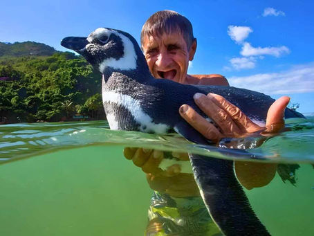 Un pingüino nada miles de kilómetros cada año para visitar al hombre que lo salvó