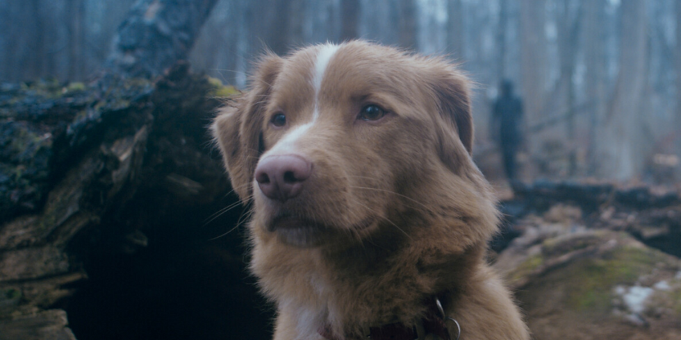 El perro de la película Good Boy es nominado a mejor interpretación en los Premios Astra