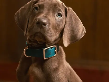Por primera vez en la historia, Scooby-Doo será interpretado por un perro real