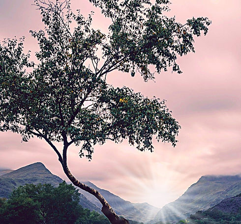 Waving Tree-location-qhht-utah.jpg