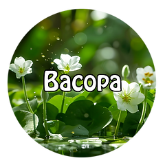 Bacopa Omni Orbnis-8.png