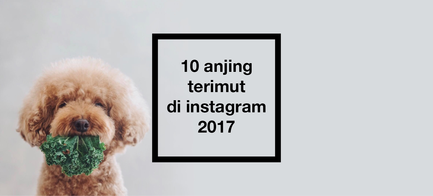 10 Anjing Imut Di Instagram Yang Harus Kamu Follow 2017 Inspirasi