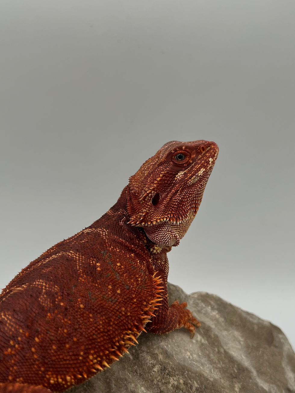 Thumbnail: DRJ-03 / HET HYPO HET TRANS LB / FEMALE — Tail Nip