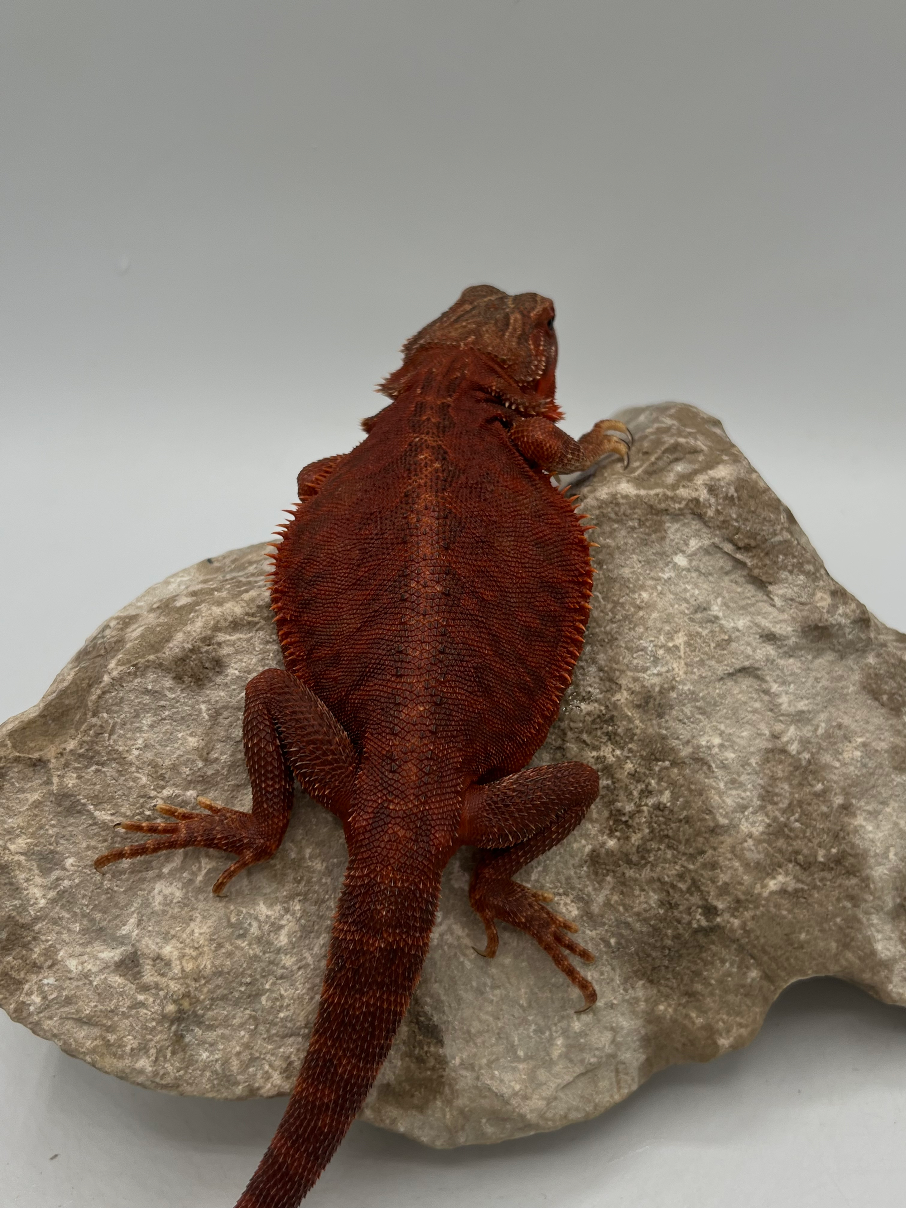 DRJ-02 / HET HYPO HET TRANS LB / FEMALE