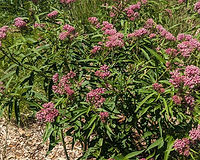 Swamp milkweed (Asclepias incarnata), part of the Backwater Rain Garden Sun kit