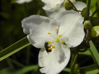white spiderwort_.jpeg