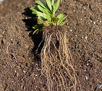 A native plug pulled from its tray, showing a dense, deep root system