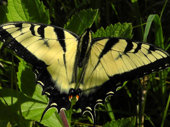 swallowtail .jpeg
