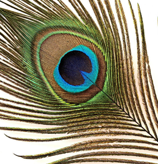 Natural Peacock Eye Feathers Tail