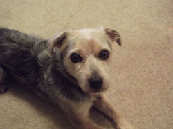 short back and sides