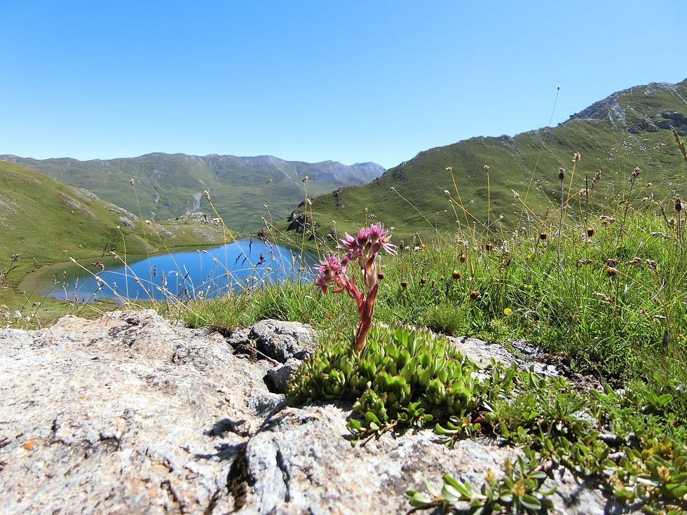 116910789_2412894499010516_8375632881901