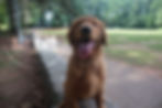 Thumbnail: Teddy
