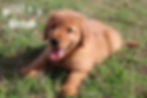 Thumbnail: Teddy
