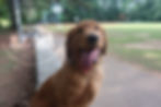 Thumbnail: Teddy