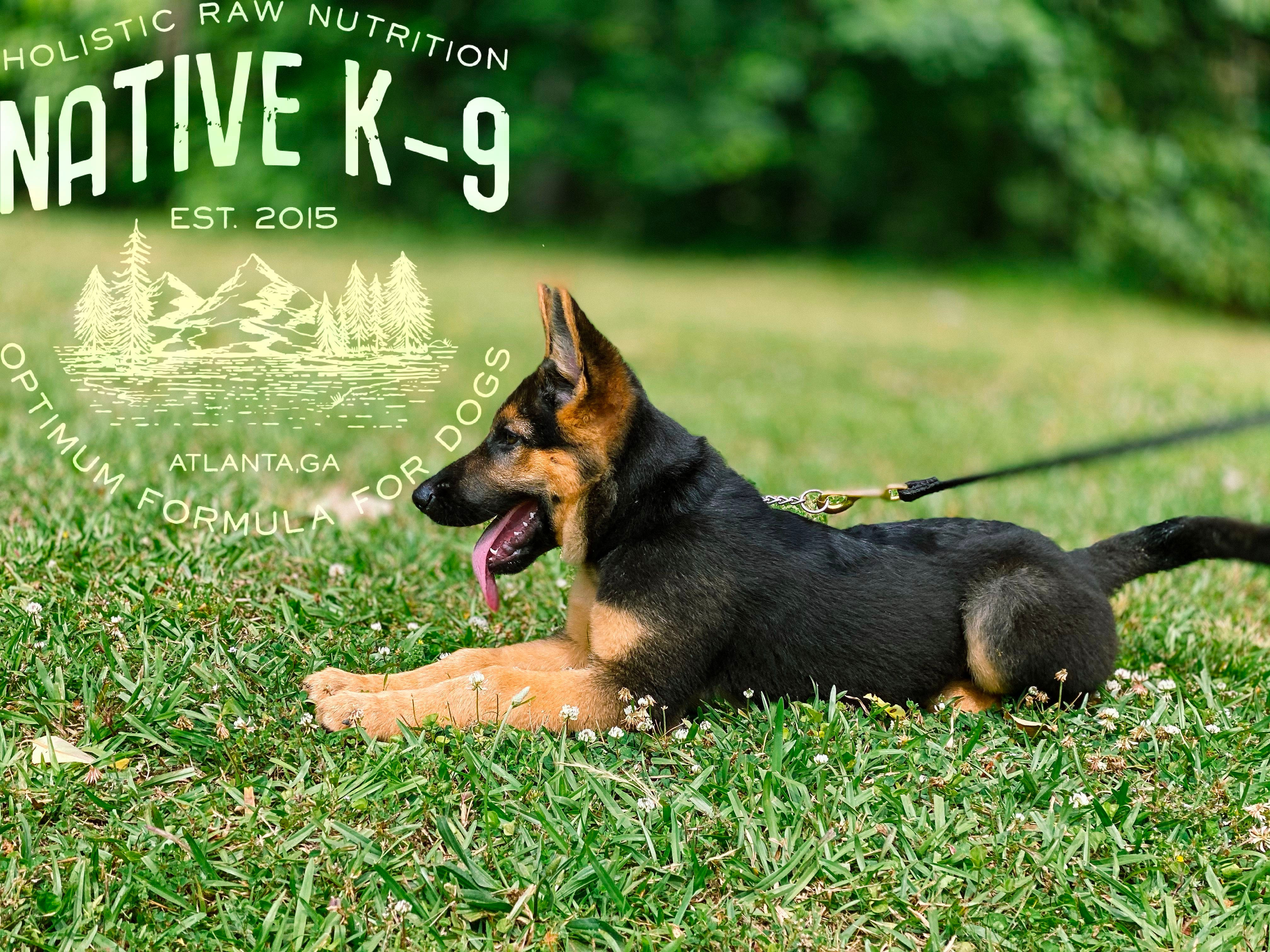 2 week Board & Train