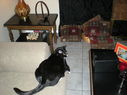 Picture 252