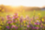 Summer flowers