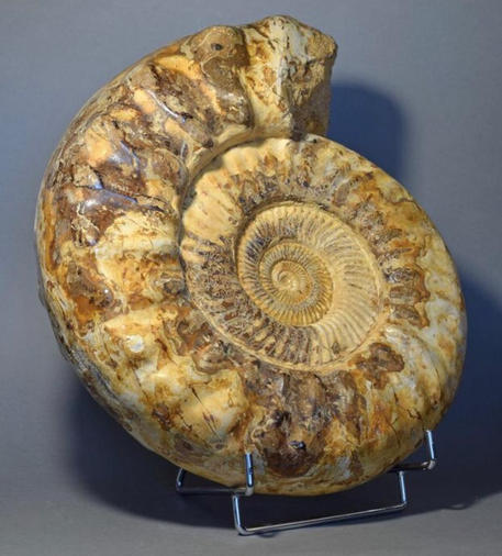 Ammonite