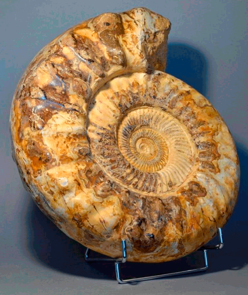 Ammonite
